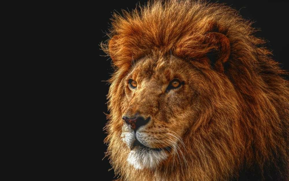 birthday-gift-lion-shadow-mane-eyes-king-of-beasts-predator-buy-lions-animals-canvas-painting-hd287697391.jpg